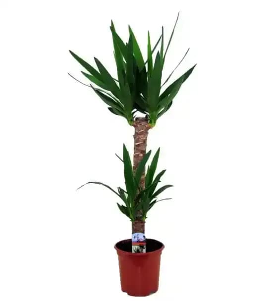 YUKA BİTKİSİ (YUCCA)