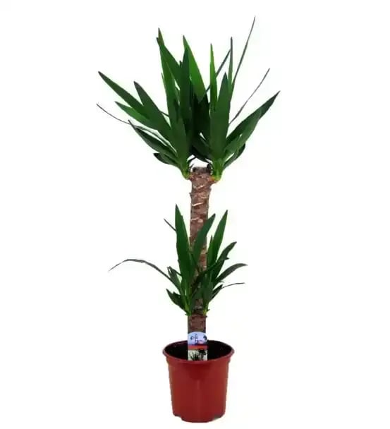 YUKA BİTKİSİ (YUCCA)