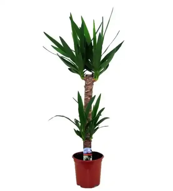 YUKA BİTKİSİ (YUCCA)