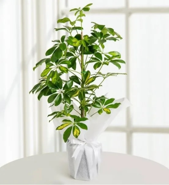 ŞEFLORA